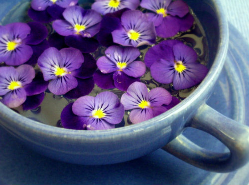 Violets which can be infused in hot water for drinking